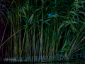 Martín pescador común - Alcedo atthis - Blauet comú Martín pescador común - Alcedo atthis - Blauet comú