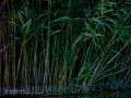 Martín pescador común - Alcedo atthis - Blauet comú Martín pescador común - Alcedo atthis - Blauet comú
