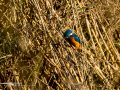 Martín pescador común - Alcedo atthis - Blauet comú