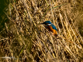 Martín pescador común - Alcedo atthis - Blauet comú