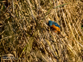 Martín pescador común - Alcedo atthis - Blauet comú