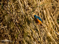 Martín pescador común - Alcedo atthis - Blauet comú