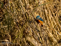 Martín pescador común - Alcedo atthis - Blauet comú