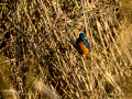 Martín pescador común - Alcedo atthis - Blauet comú
