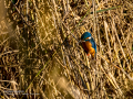 Martín pescador común - Alcedo atthis - Blauet comú
