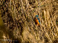Martín pescador común - Alcedo atthis - Blauet comú