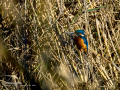 Martín pescador común - Alcedo atthis - Blauet comú