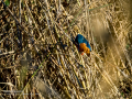 Martín pescador común - Alcedo atthis - Blauet comú