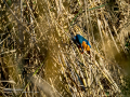 Martín pescador común - Alcedo atthis - Blauet comú