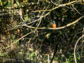 Martín pescador común - Alcedo atthis - Blauet comú