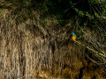 Martín pescador común - Alcedo atthis - Blauet comú