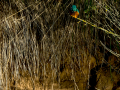 Martín pescador común - Alcedo atthis - Blauet comú