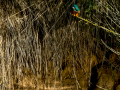 Martín pescador común - Alcedo atthis - Blauet comú