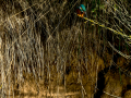 Martín pescador común - Alcedo atthis - Blauet comú