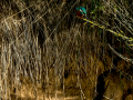 Martín pescador común - Alcedo atthis - Blauet comú