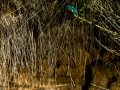 Martín pescador común - Alcedo atthis - Blauet comú