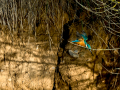 Martín pescador común - Alcedo atthis - Blauet comú