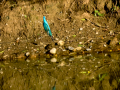 Martín pescador común - Alcedo atthis - Blauet comú