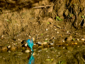 Martín pescador común - Alcedo atthis - Blauet comú