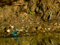 Martín pescador común - Alcedo atthis - Blauet comú