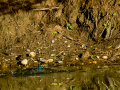 Martín pescador común - Alcedo atthis - Blauet comú