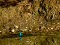 Martín pescador común - Alcedo atthis - Blauet comú