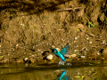 Martín pescador común - Alcedo atthis - Blauet comú
