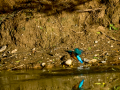 Martín pescador común - Alcedo atthis - Blauet comú