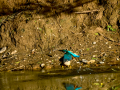 Martín pescador común - Alcedo atthis - Blauet comú