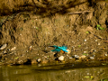 Martín pescador común - Alcedo atthis - Blauet comú