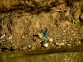 Martín pescador común - Alcedo atthis - Blauet comú