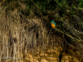 Martín pescador común - Alcedo atthis - Blauet comú