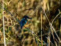 Martín pescador común - Alcedo atthis - Blauet comú