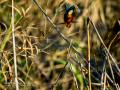Martín pescador común - Alcedo atthis - Blauet comú