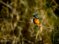 Martín pescador común - Alcedo atthis - Blauet comú
