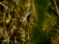 Martín pescador común - Alcedo atthis - Blauet comú
