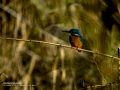 Martín pescador común - Alcedo atthis - Blauet comú