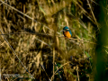 Martín pescador común - Alcedo atthis - Blauet comú
