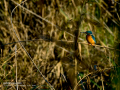 Martín pescador común - Alcedo atthis - Blauet comú