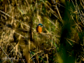 Martín pescador común - Alcedo atthis - Blauet comú
