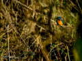 Martín pescador común - Alcedo atthis - Blauet comú