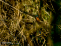 Martín pescador común - Alcedo atthis - Blauet comú
