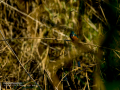 Martín pescador común - Alcedo atthis - Blauet comú
