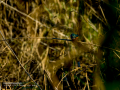 Martín pescador común - Alcedo atthis - Blauet comú