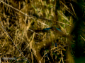 Martín pescador común - Alcedo atthis - Blauet comú