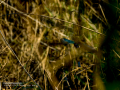 Martín pescador común - Alcedo atthis - Blauet comú