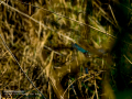 Martín pescador común - Alcedo atthis - Blauet comú
