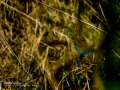 Martín pescador común - Alcedo atthis - Blauet comú