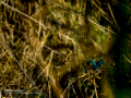 Martín pescador común - Alcedo atthis - Blauet comú