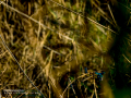 Martín pescador común - Alcedo atthis - Blauet comú